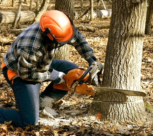 Tree Removal in Gilbert, SC